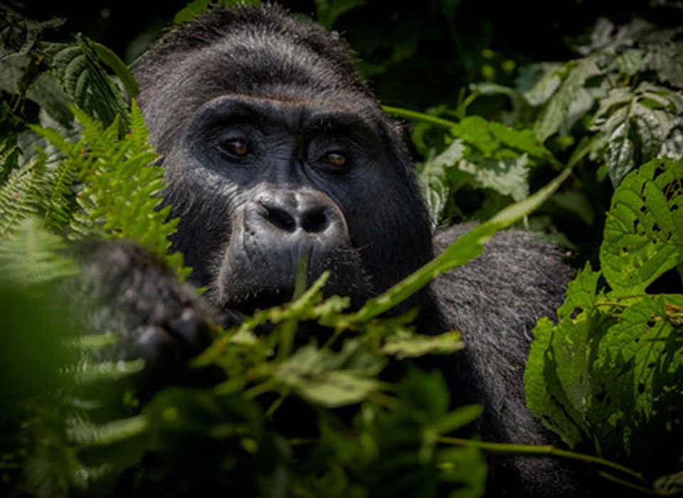 Gorilla Families in Virunga National Park DR Congo