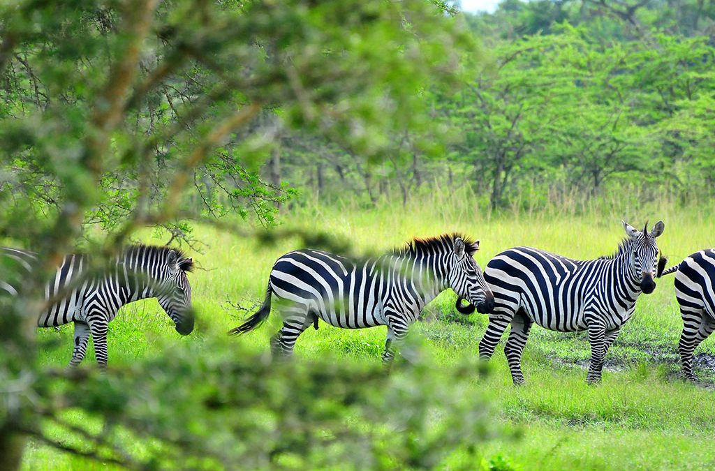 3 Day Lake Mburo wildlife, boat, and walking safari