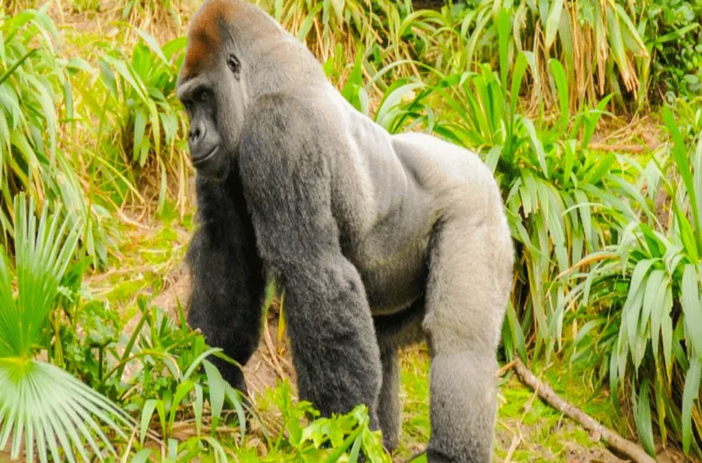 Trekking Eastern Lowland Gorillas In Kahuzi-Biega NP Congo 2 Eastern Lowland Gorilla trekking