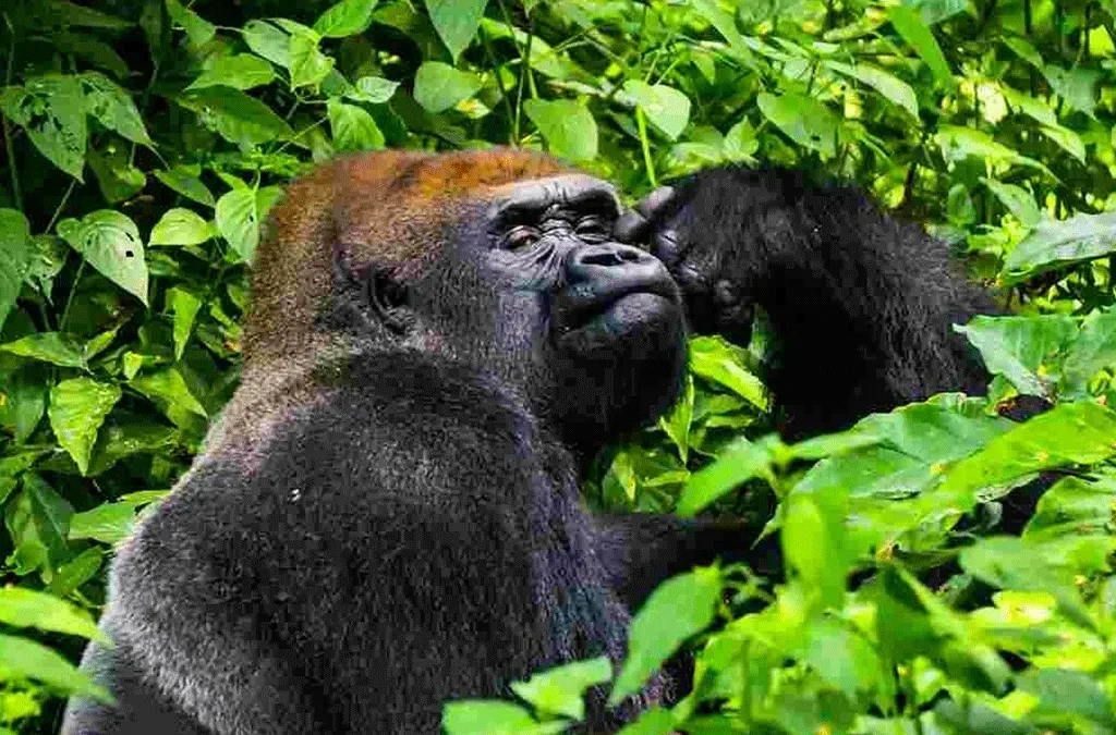 Tourist Activities to Do in Kahuzi Biega National Park 2 Tourist Activities to do in Kahuzi Biega National Park
