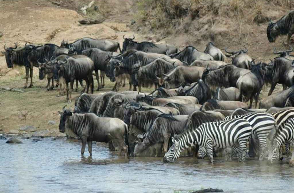 The Great Migration in August September and October 2 The Great Migration in August September and October