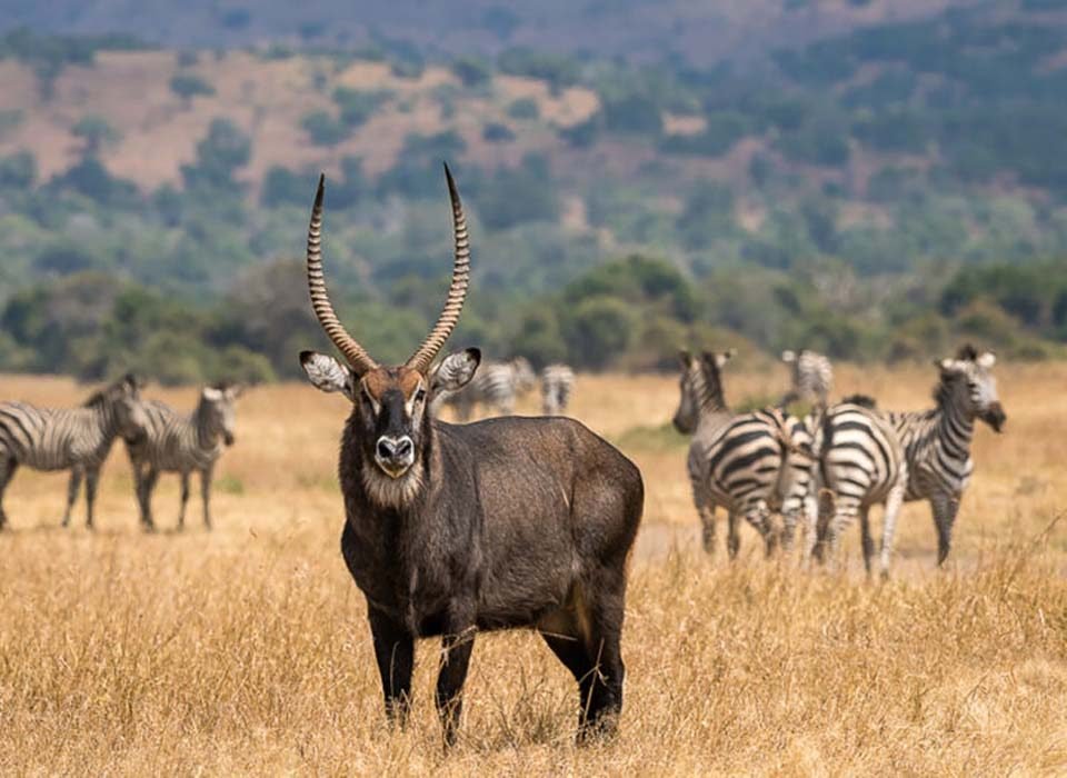 Top attractions to see in Akagera national park
