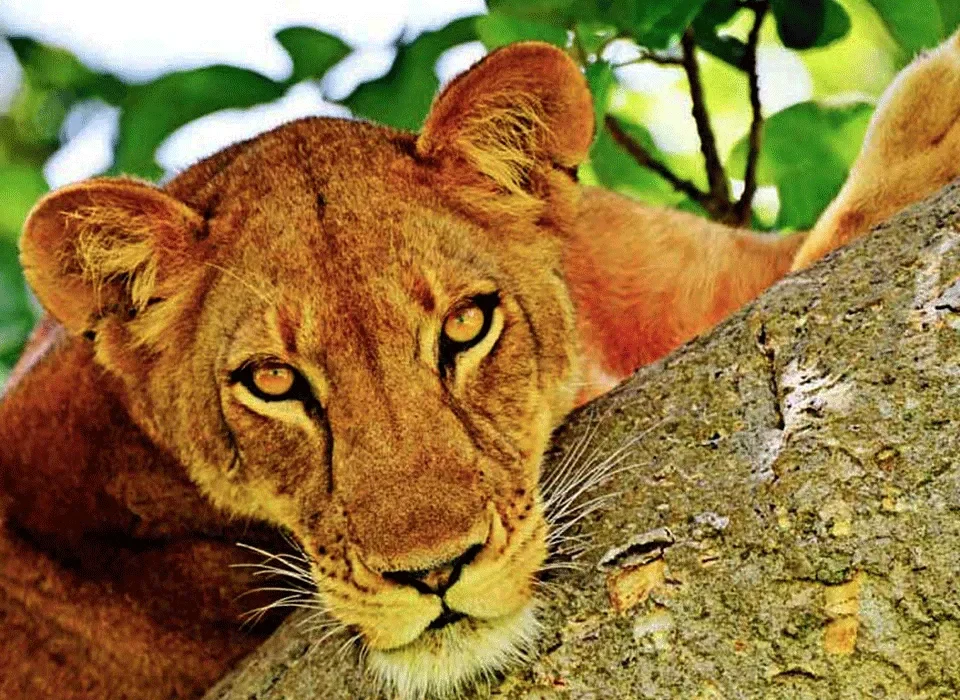 Tree-climbing lions and gorillas