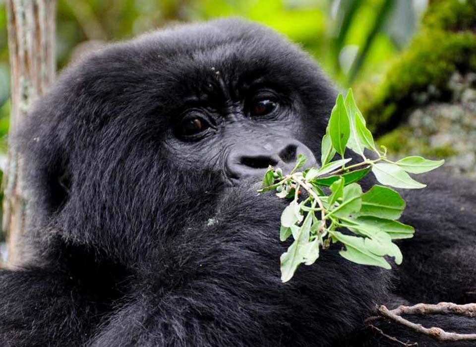 Trips to visit and meet gorillas