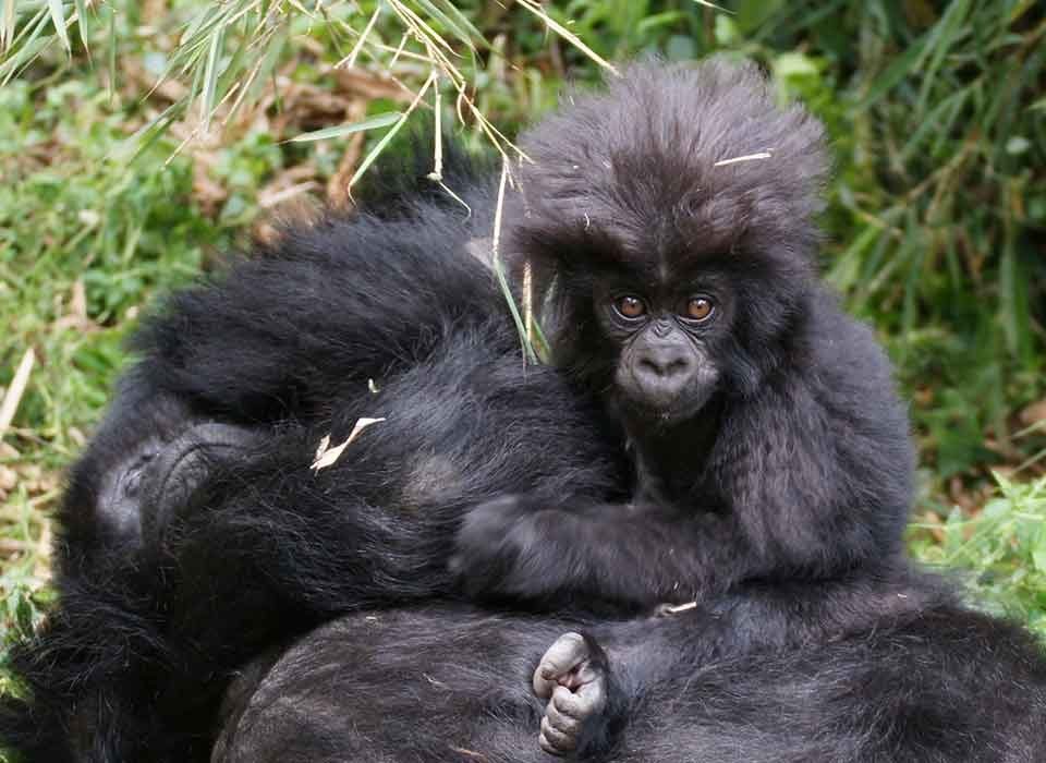 How long is gorilla trekking in Bwindi?