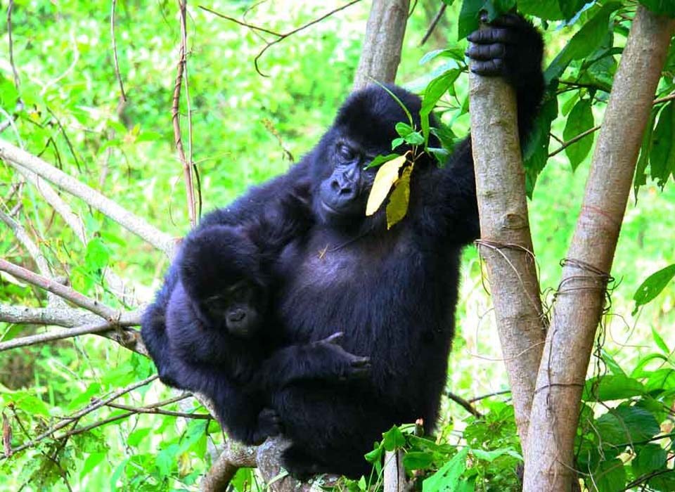 What to know about gorilla trekking