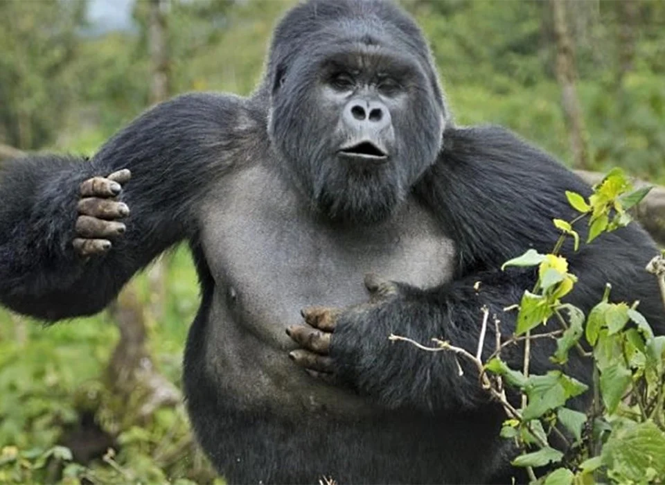 Why do gorillas beat their chests?