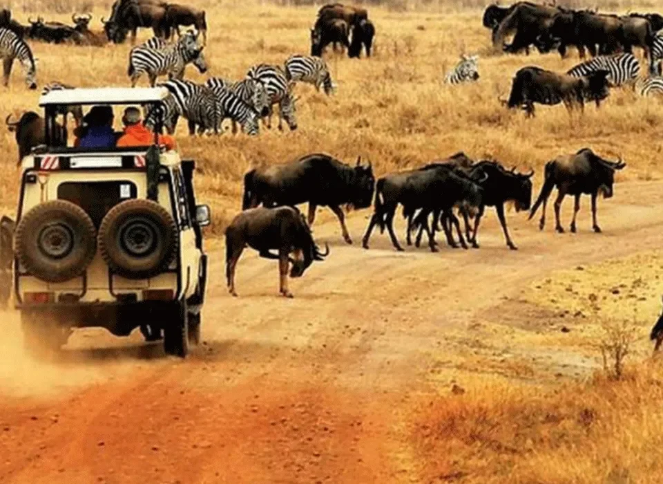 Best Time for Wildlife Safari in Tanzania