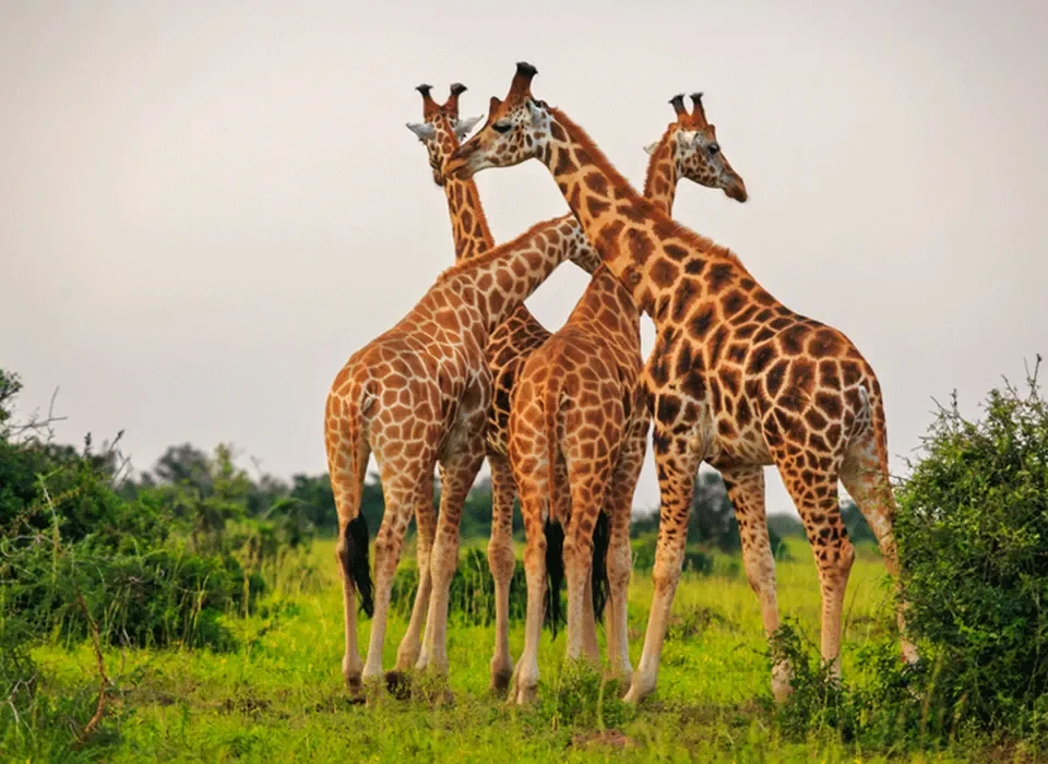 Uganda gorilla and game viewing safari