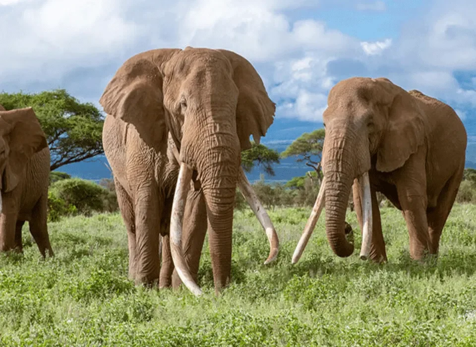 Kenya game and Uganda Primates