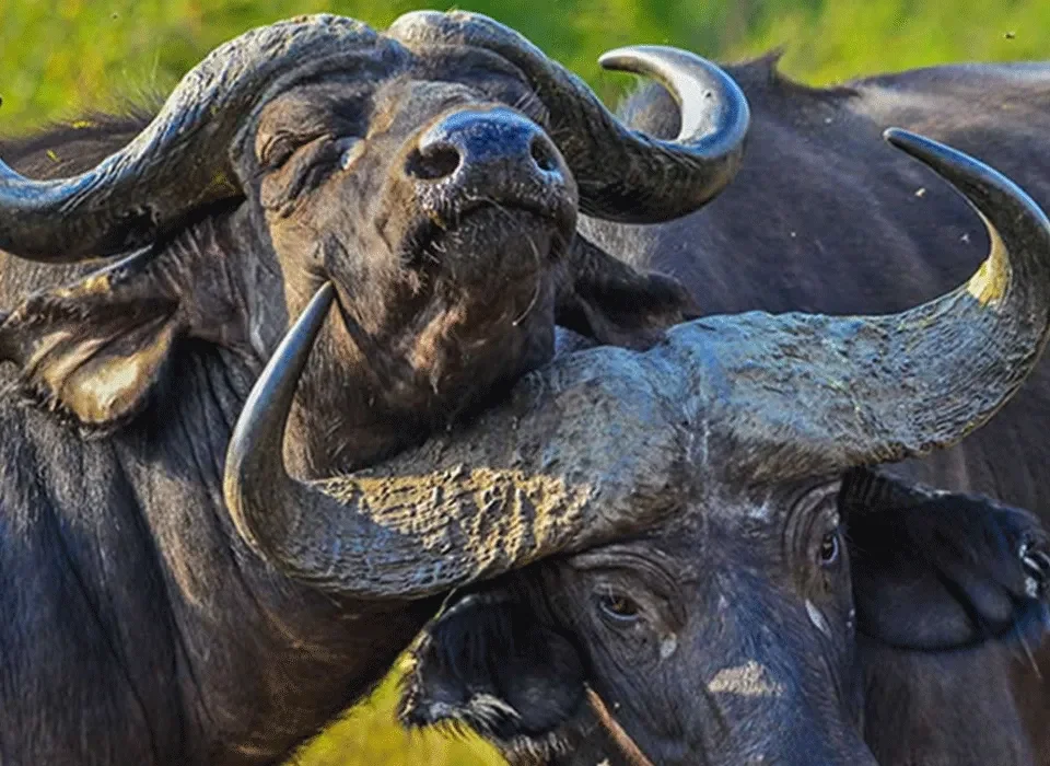 Kigezi Game Reserve