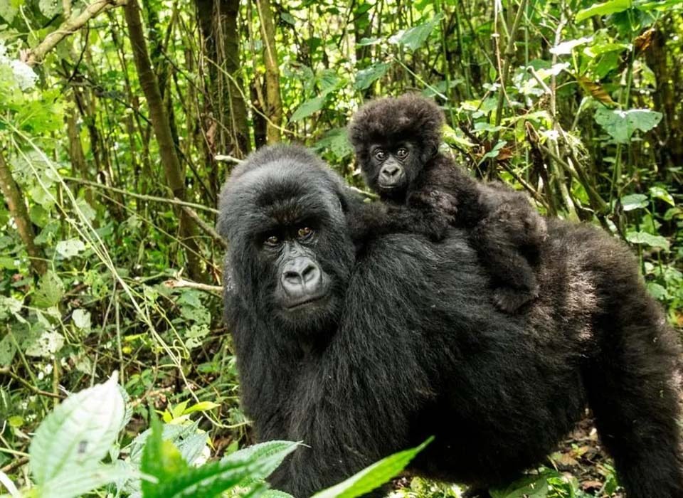 Where is the best place to see gorillas?
