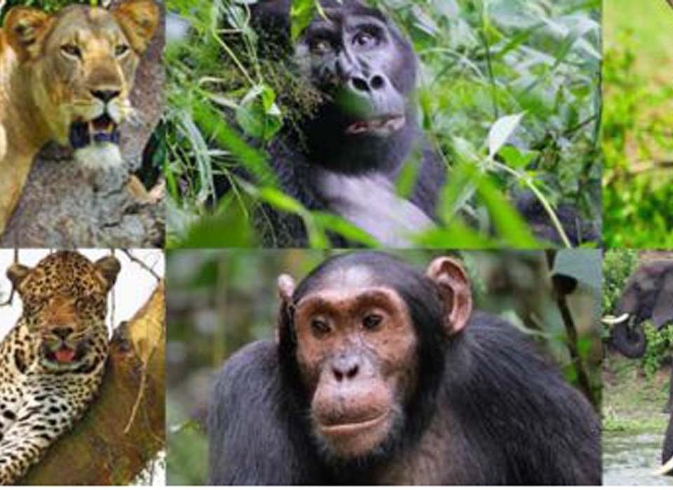10 Days Uganda Wildlife and Primates Safari