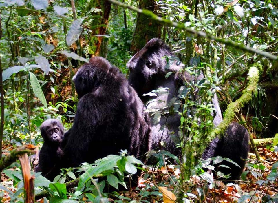3 Days Gorilla Tracking Bwindi Forest tour