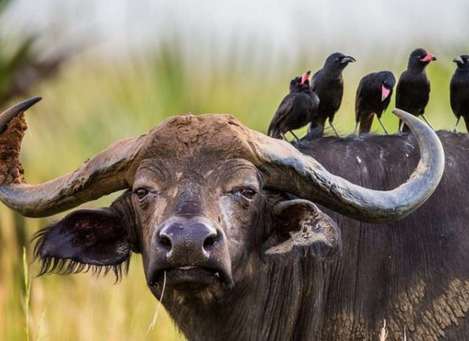 How Safe Is Rwanda For A Game Safari?