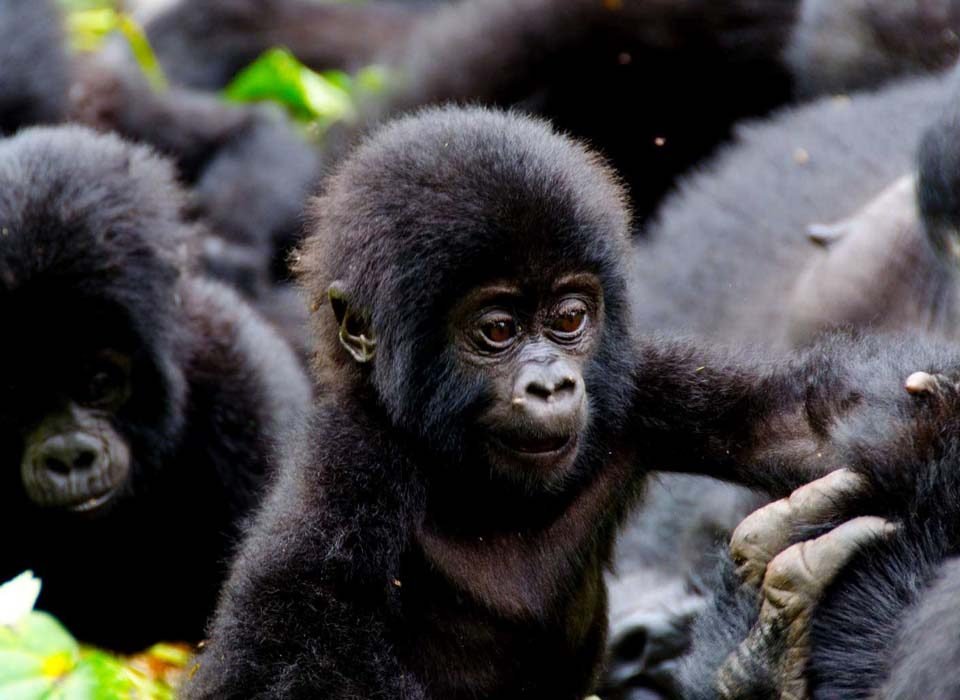 4 days Rwanda Uganda Gorilla trekking safari