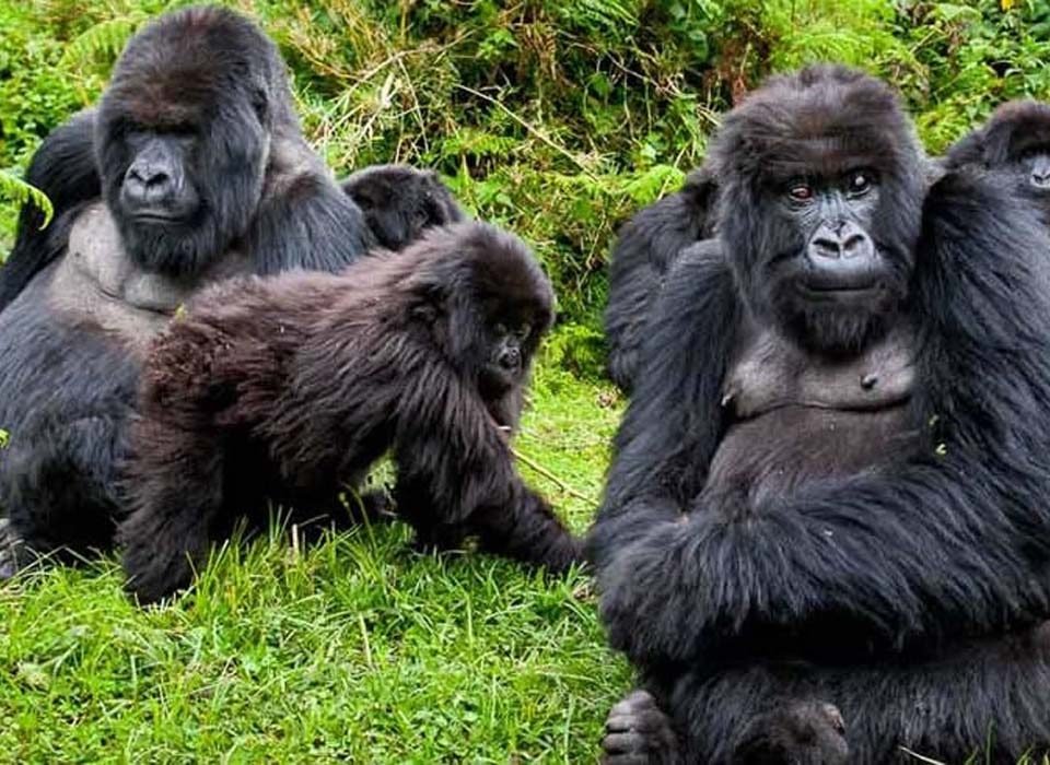 5 Days Chimpanzee and Gorilla Habituation