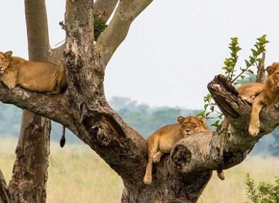 5 Days Gorilla Trek and Lion Tracking Safari