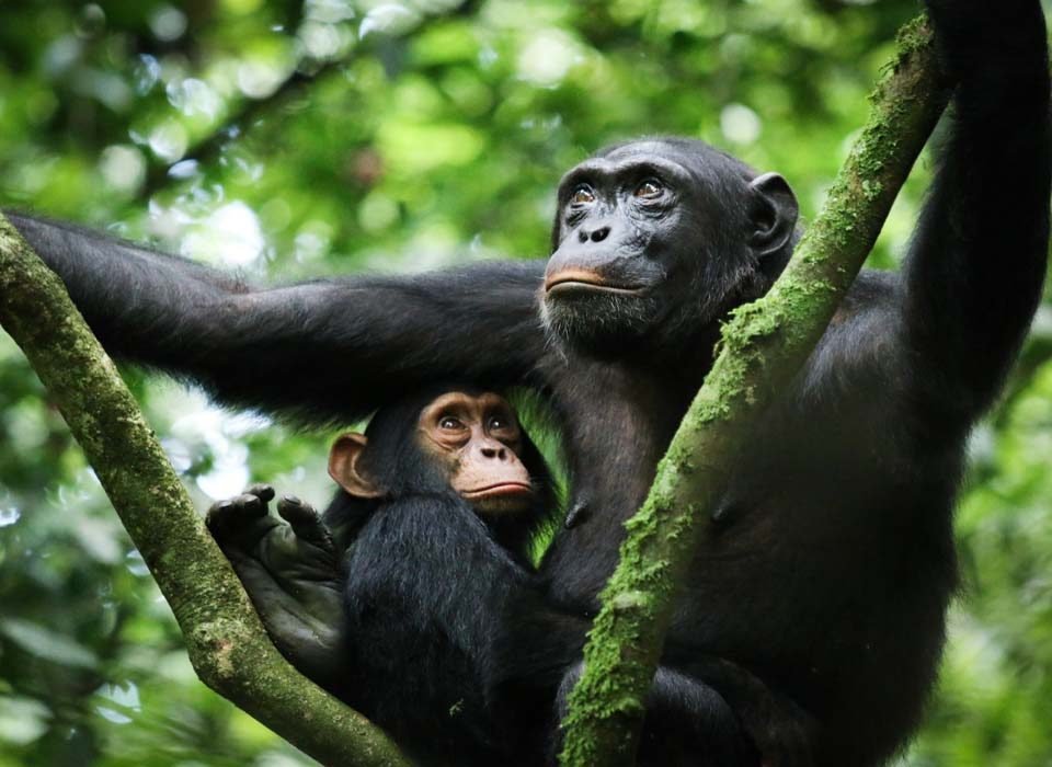 5 Days Kibale Chimpanzees & Semuliki National Park