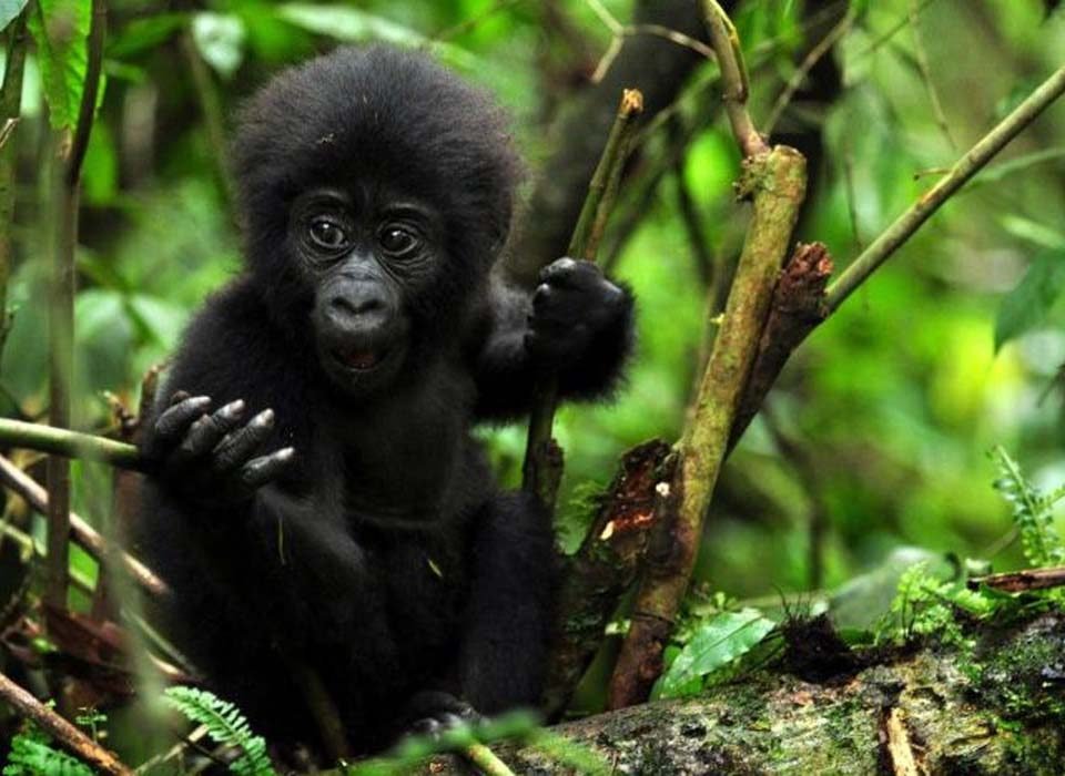 5 Days Uganda Primates Safari