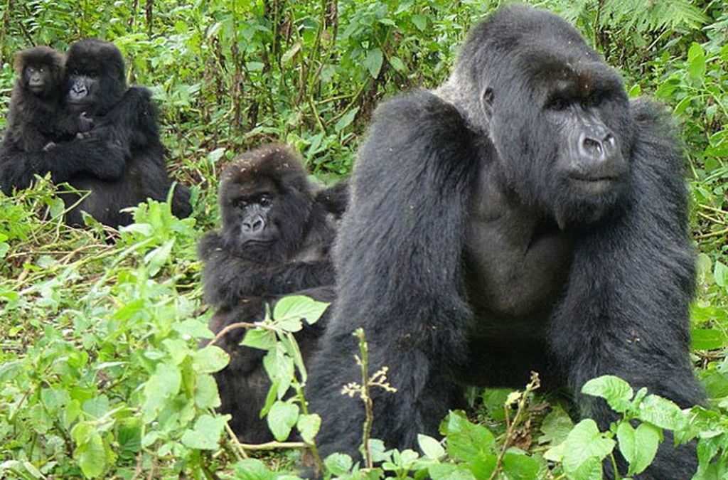 5 Days Uganda Wildlife & gorilla tours 2 5 Days Uganda Wildlife & gorilla tours