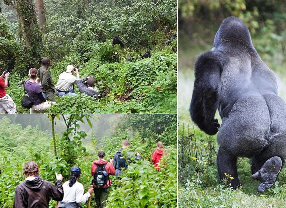 4 Days Gorilla & Wildlife Safari