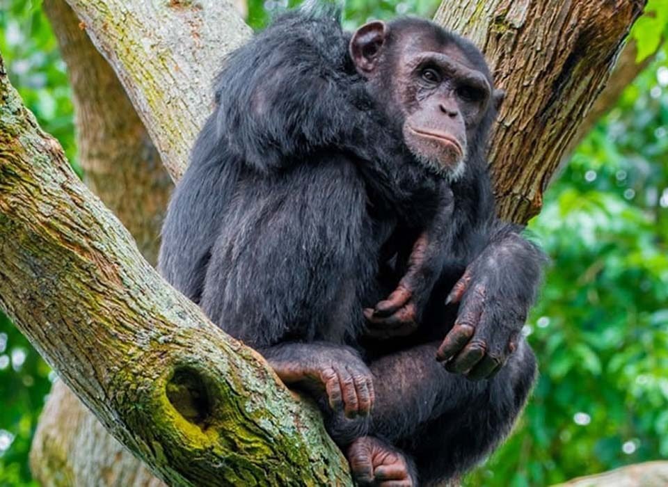 6 Days Uganda Primates Trekking