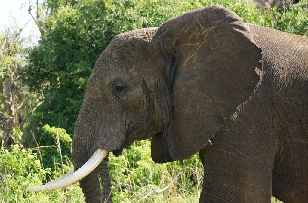 6 Days Uganda Safari