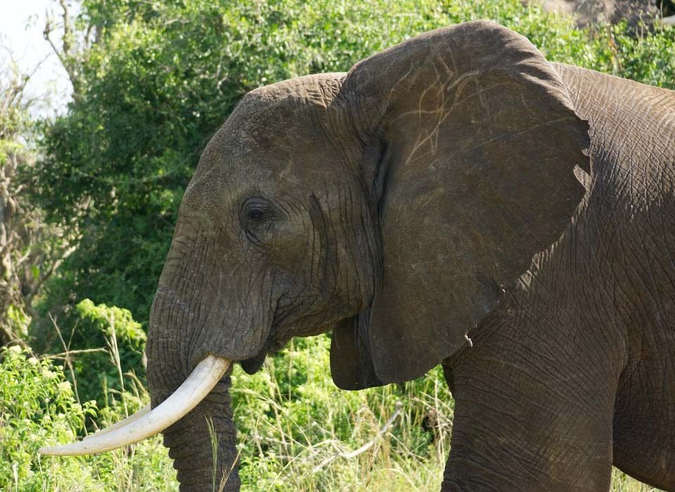 6 Days Uganda Safari
