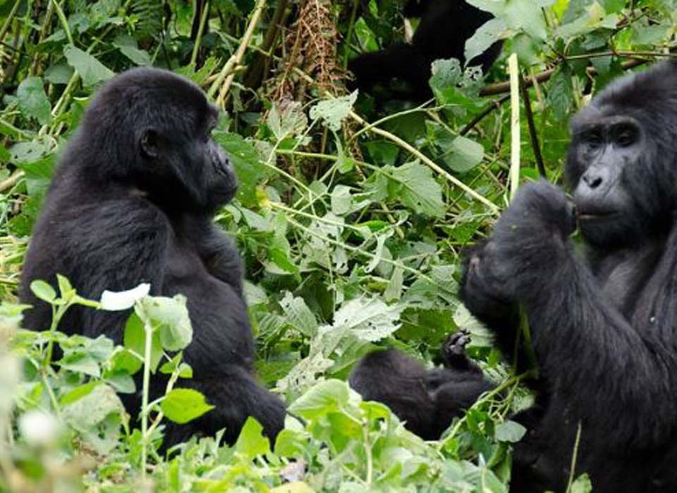 6 Days Uganda gorilla tracking and wildlife safari