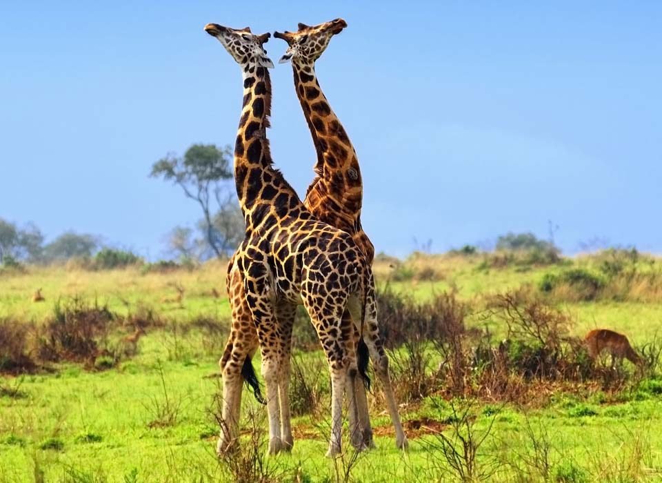 7 Days Best of Uganda Safari