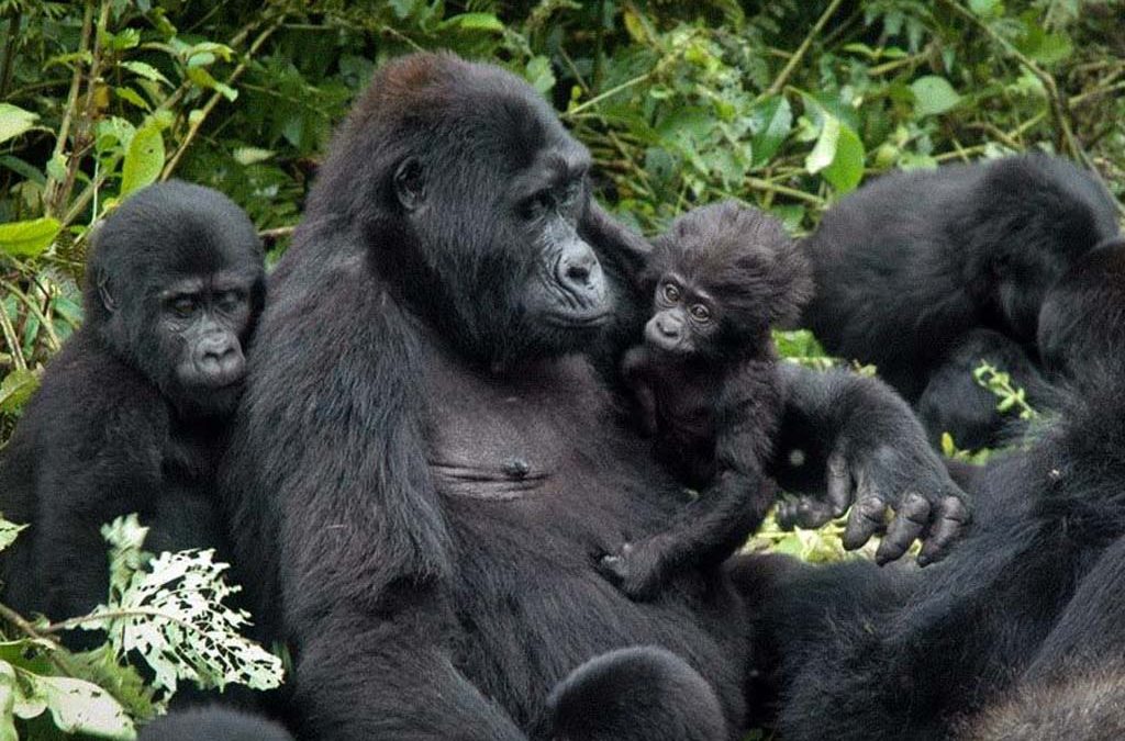 7 Days Congo Rwanda Uganda Gorilla Trekking 2 7 Days Congo Rwanda Uganda Gorilla Trekking