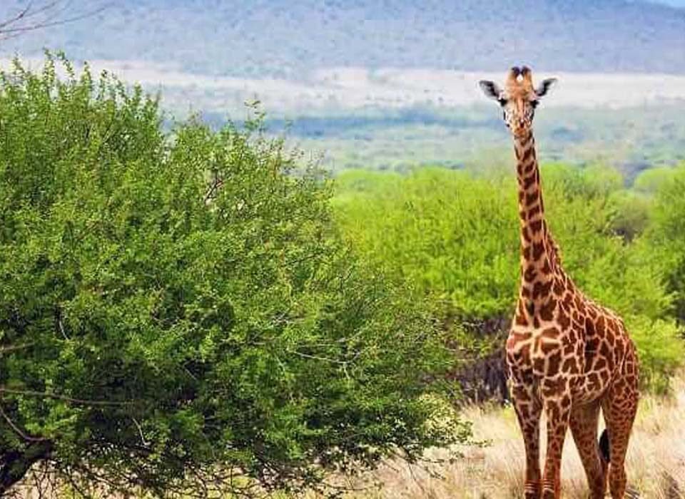 7 Days Uganda Primates and Wildlife from Kigali