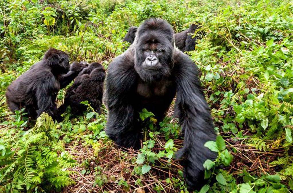 3 Days Gorilla Trekking from Kampala 2 3 Days Gorilla Trekking from Kampala