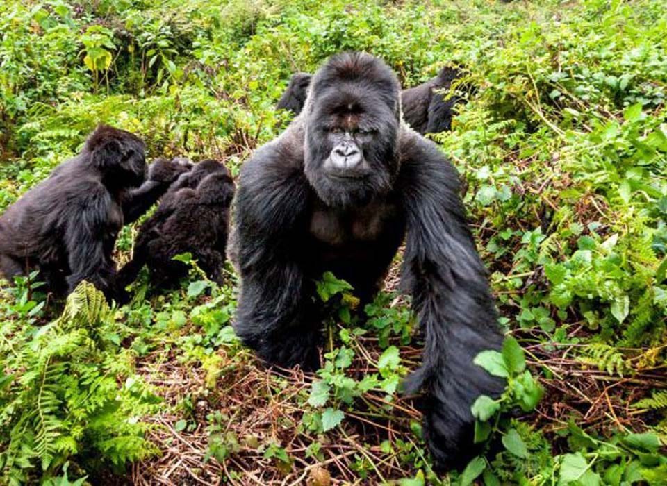 3 Days Gorilla Trekking from Kampala