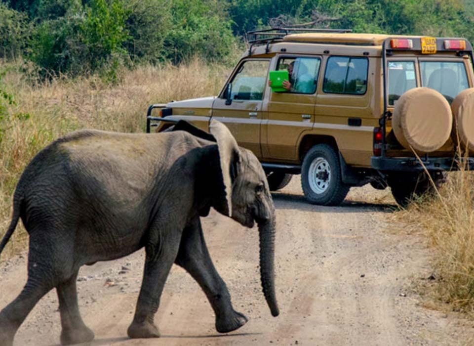 8 Days Uganda safari from Kigali