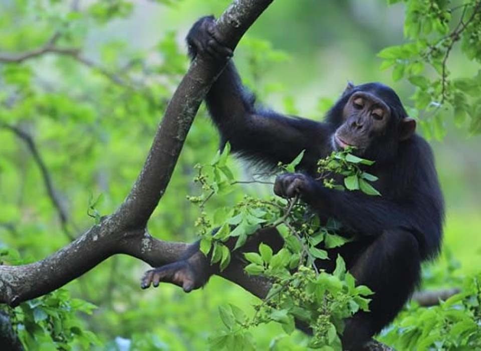 Top visited National Parks in Rwanda