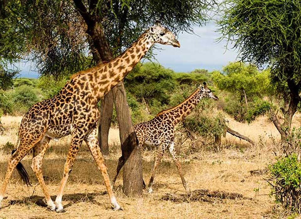 9 Days Uganda Rwanda Safari