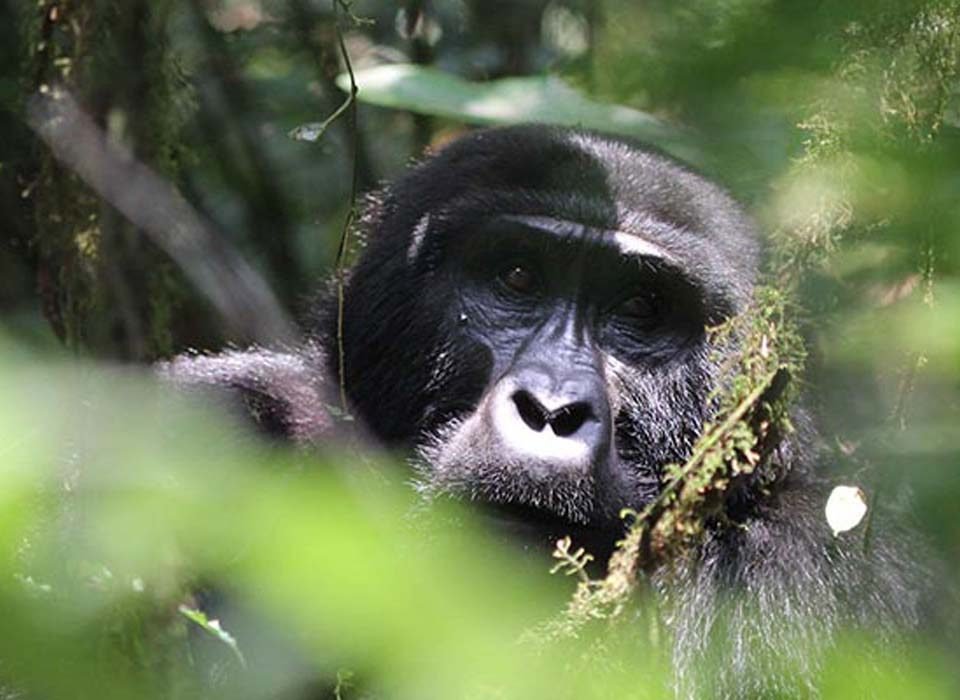 9 Days Uganda Rwanda Safari