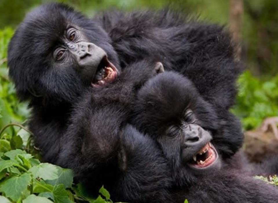 Bwindi gorilla trekking discounts