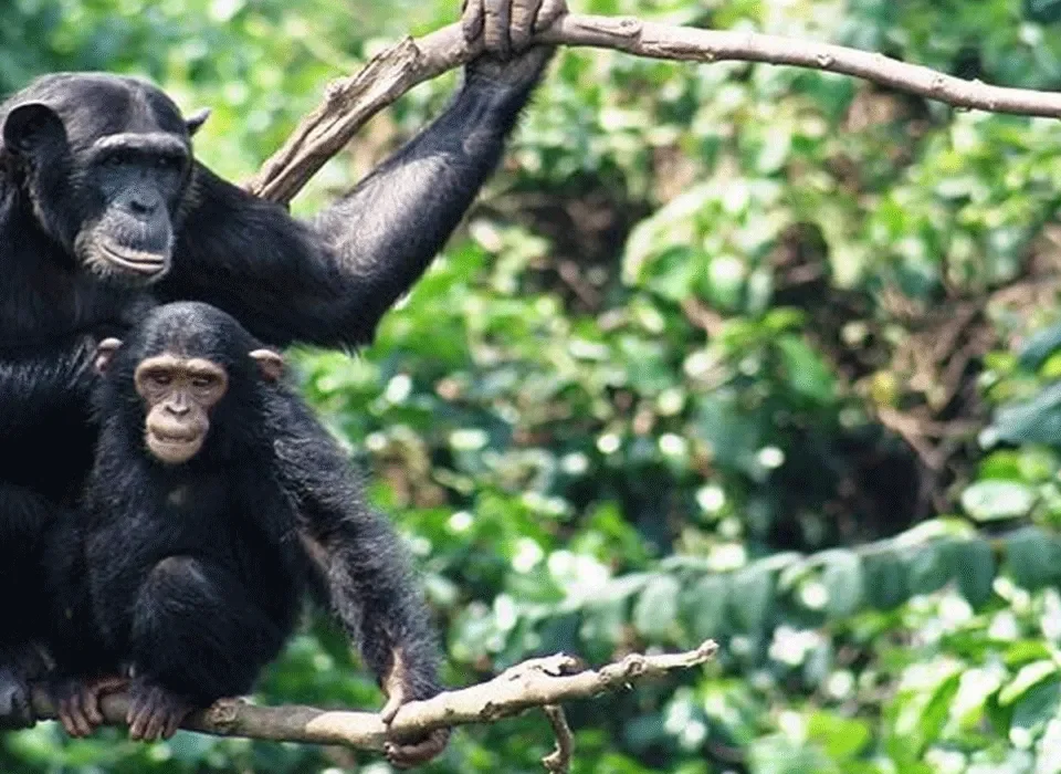 How Safe is Chimpanzee Trekking in Kibale National Park?