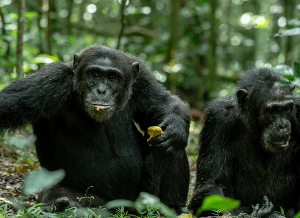 Exploring The Hidden Treasures of Kyambura Gorge