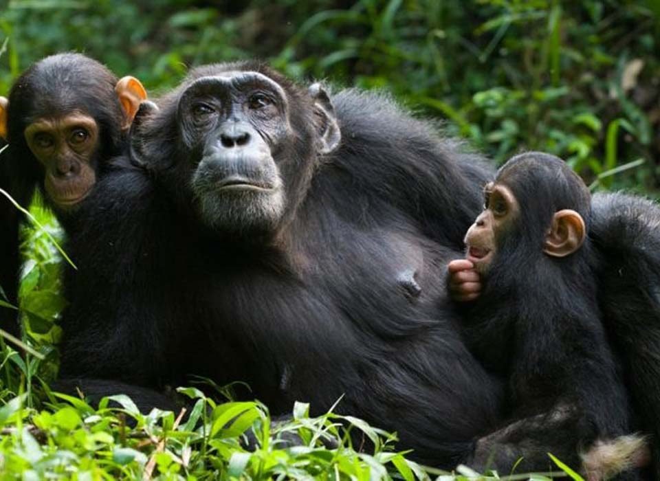 can i trek chimpanzees without a permit?