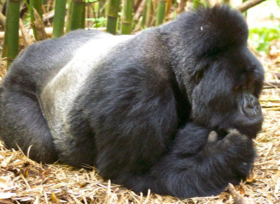 Christmas gorilla habituation