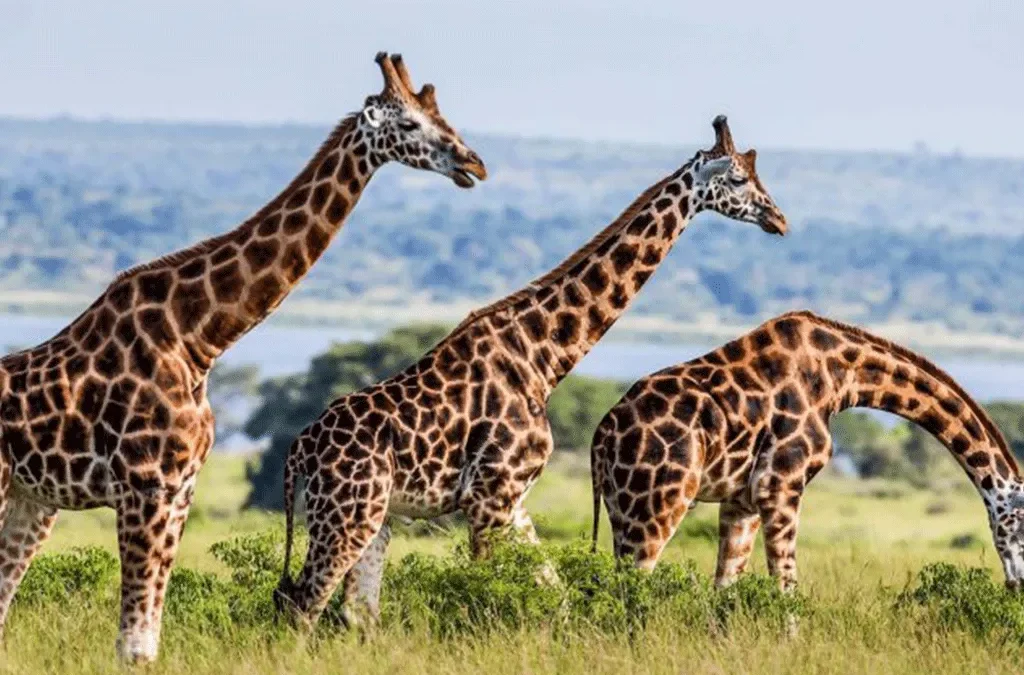 Where To See Giraffes On Game Drive In Uganda 2 Best National Parks in Uganda to see giraffes on a game drive