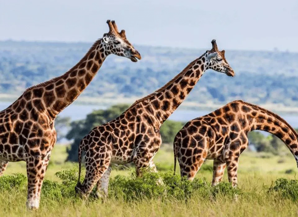 Best National Parks in Uganda to see giraffes on a game drive