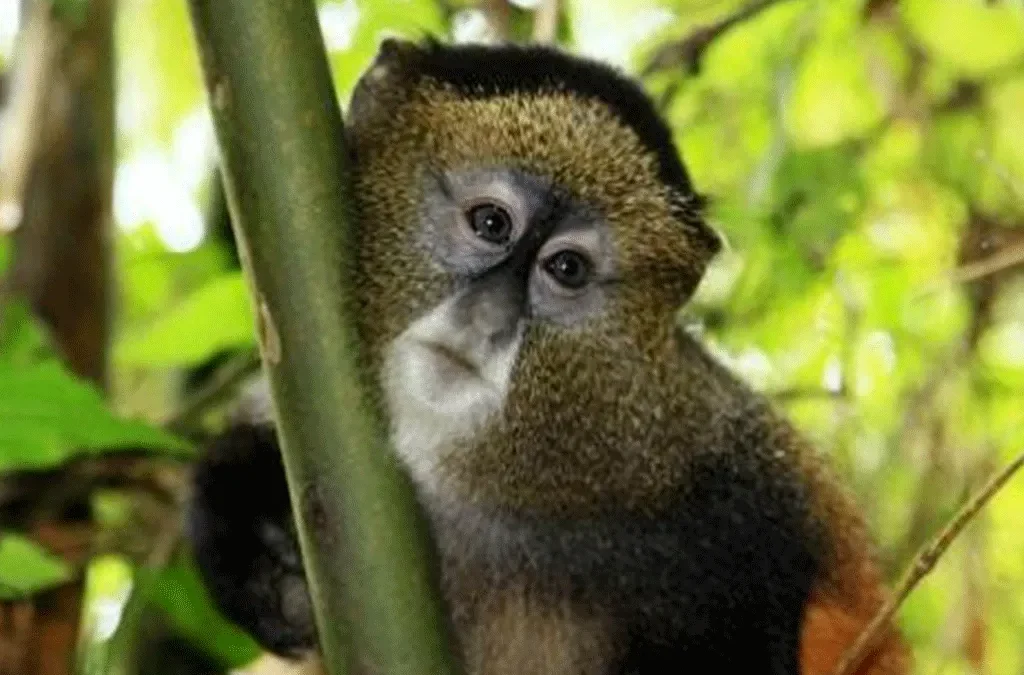 4 Days Uganda gorilla and golden trekking