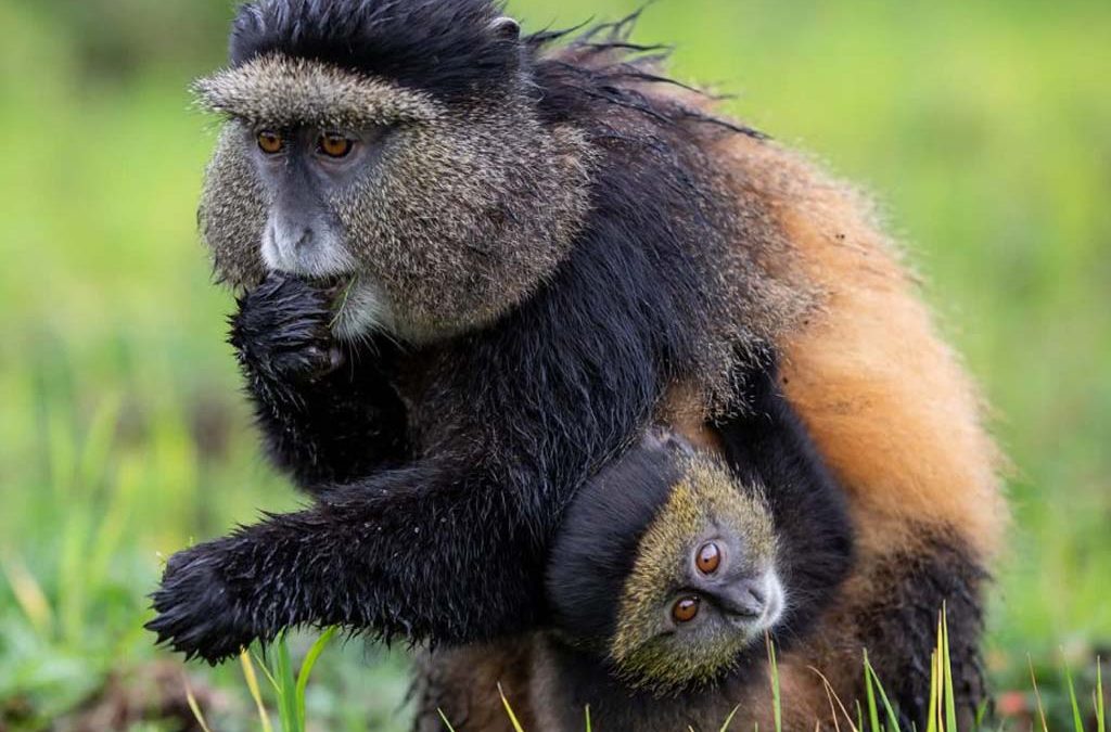 7 Days Rwanda Congo Primates Tour 2 7 Days Rwanda Congo Primates Tour