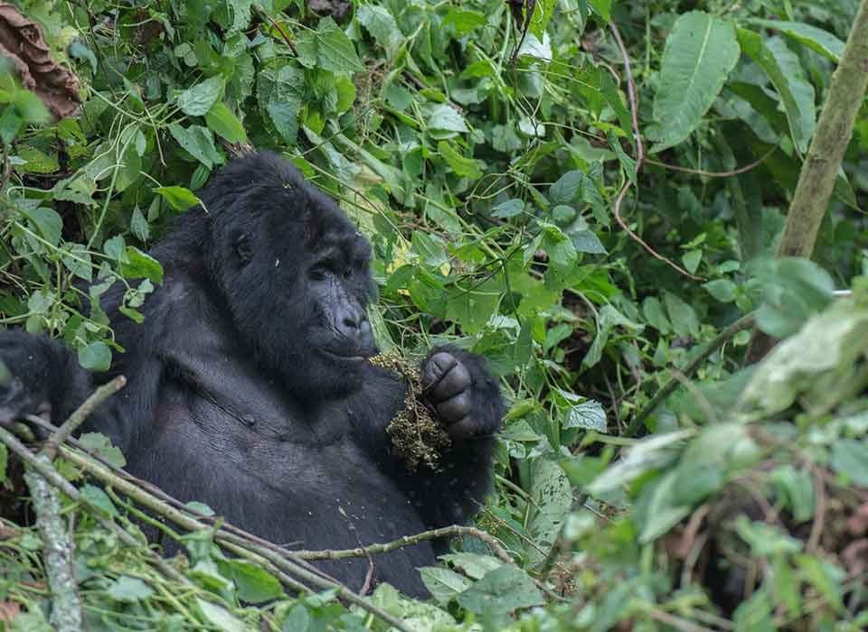 7 Days Uganda Gorilla Safari