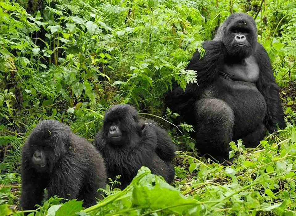 Rwanda Wildlife and Gorillas